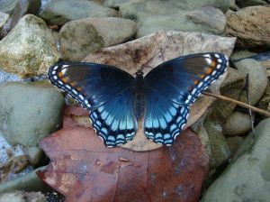 "Red Spotted Purple" by Saxophlute at English Wikipedia. Licensed under CC BY-SA 3.0 via Wikimedia Commons